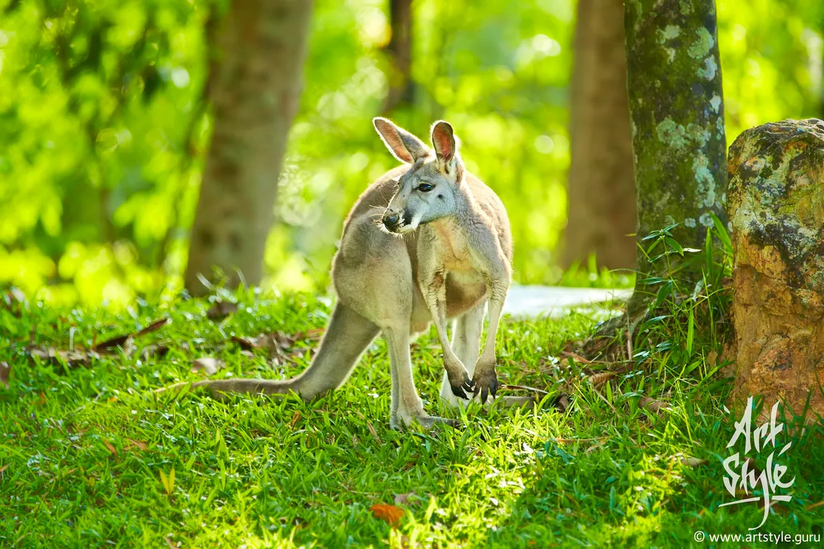 Bennett's Wallaby