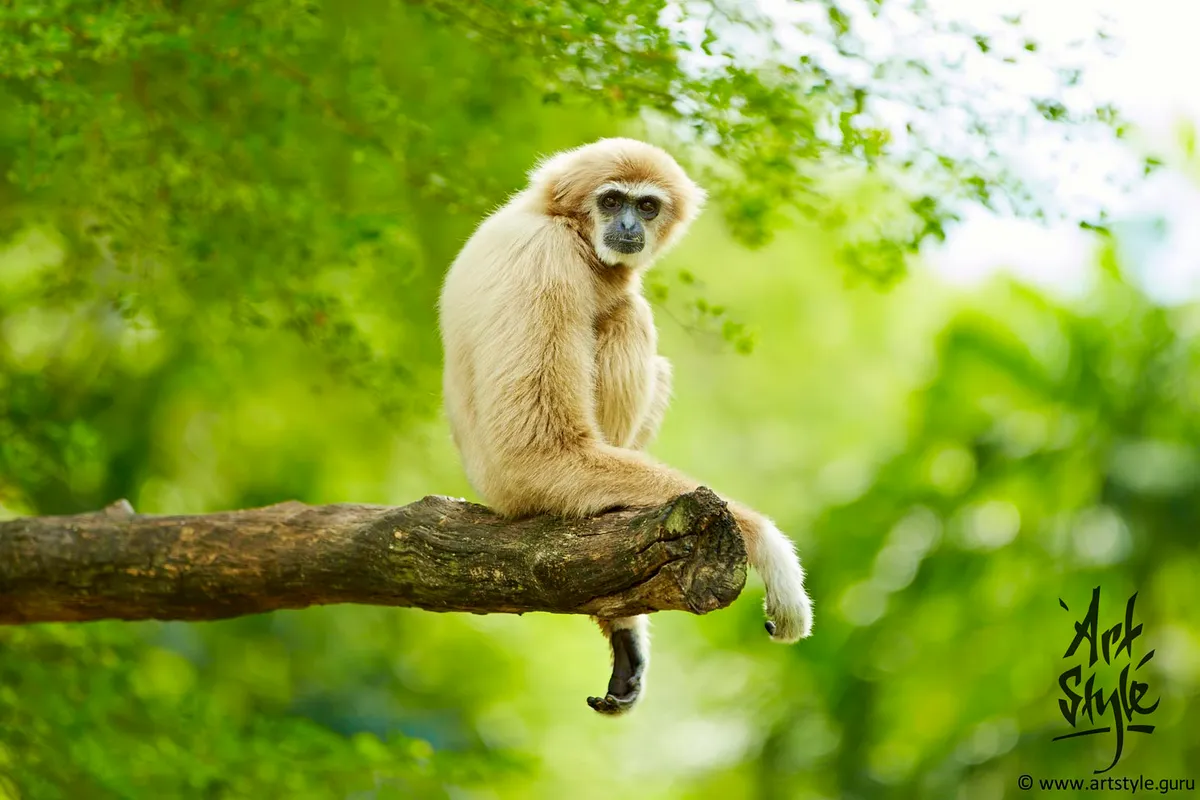 White-handed Gibbon Male
