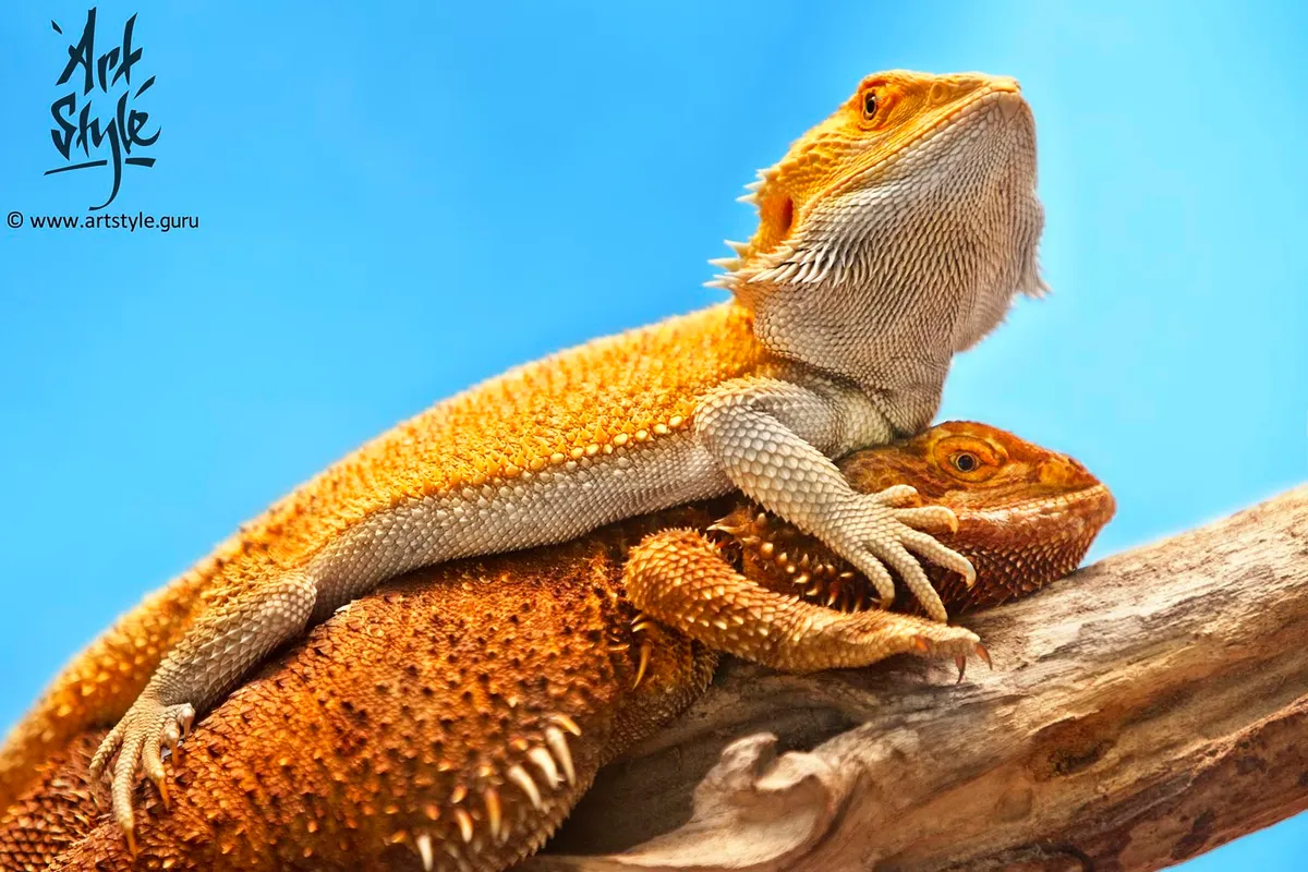 Central Bearded Dragon Couple