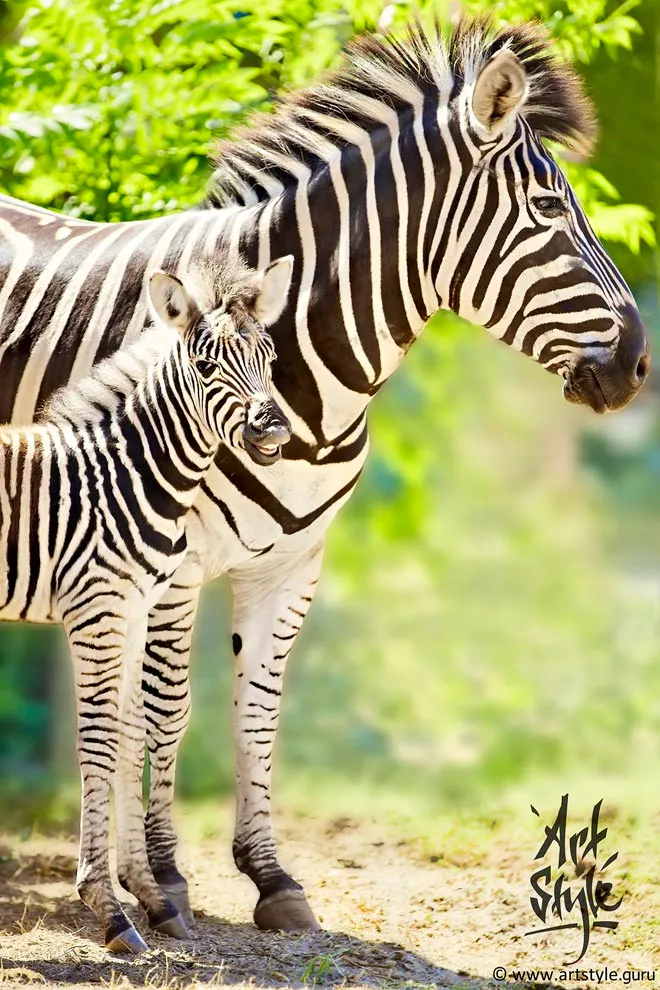 Plains Zebra and its 3-day baby