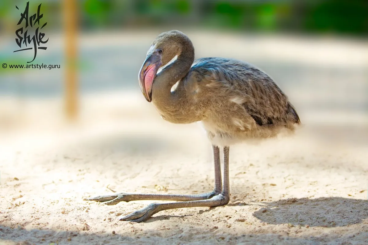 Greater Flamingo Baby at the age of 4 months