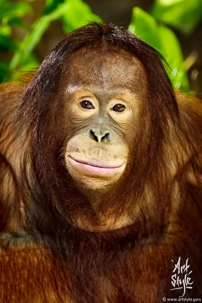 Bornean Orangutan Female