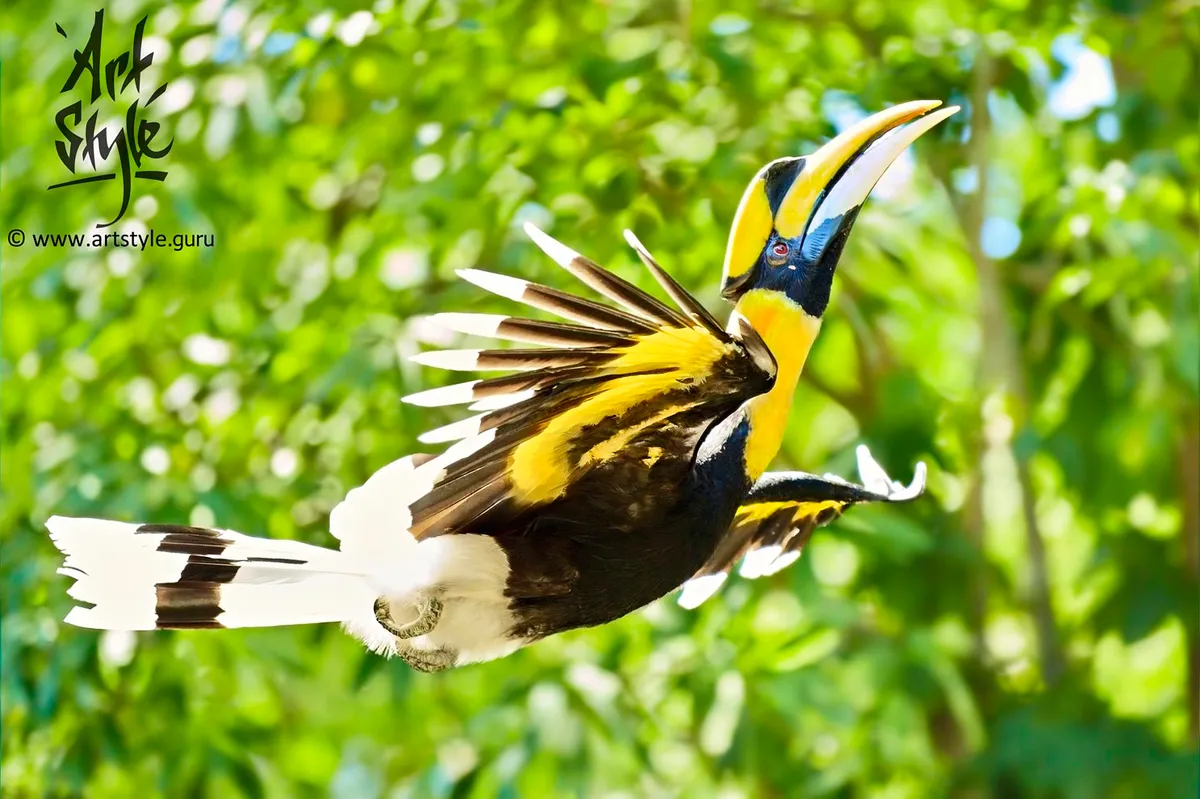 Great Hornbill Male