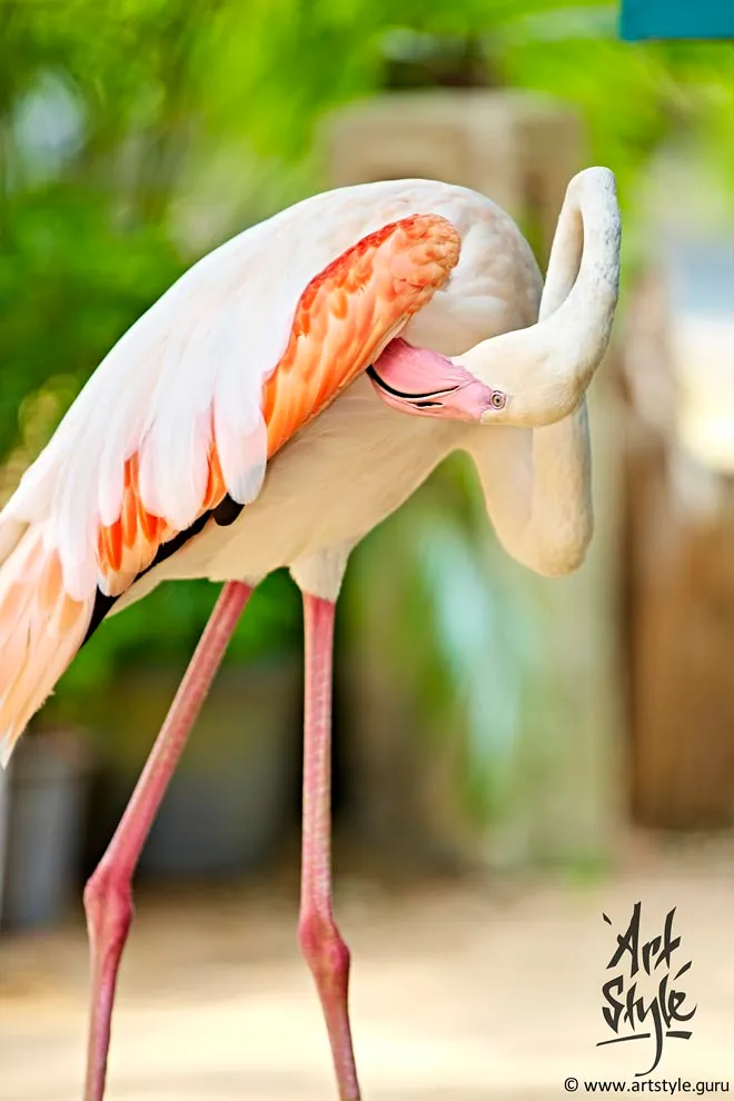 Greater Flamingo, cleaning itself in joga style
