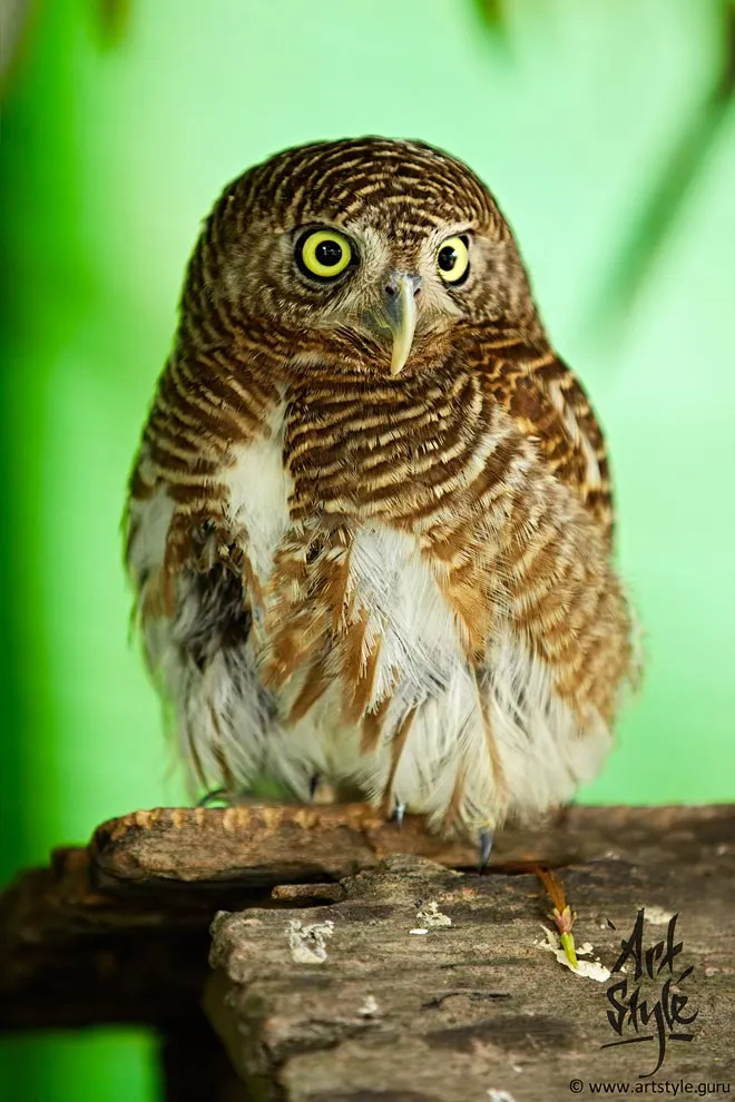 Asian Barred Owlet