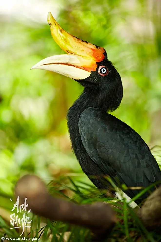 Rhinoceros Hornbill Female