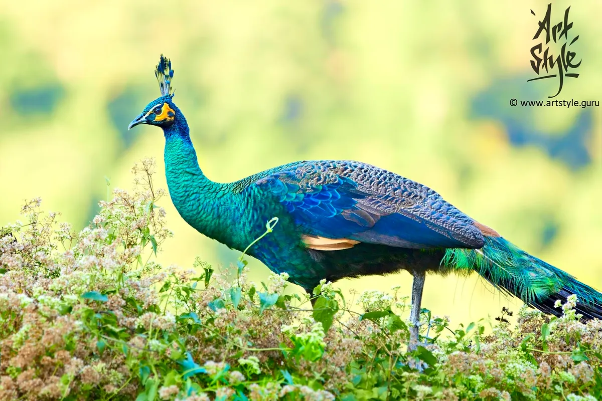 Indian Peafowl Female