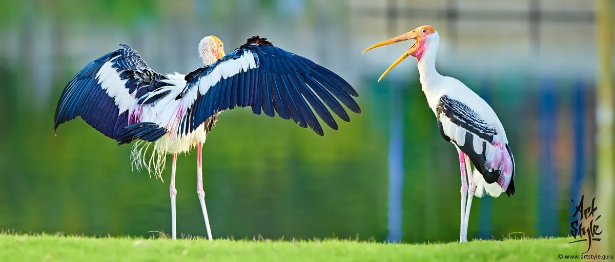 Exhibitionist (Painted Storks Couple)