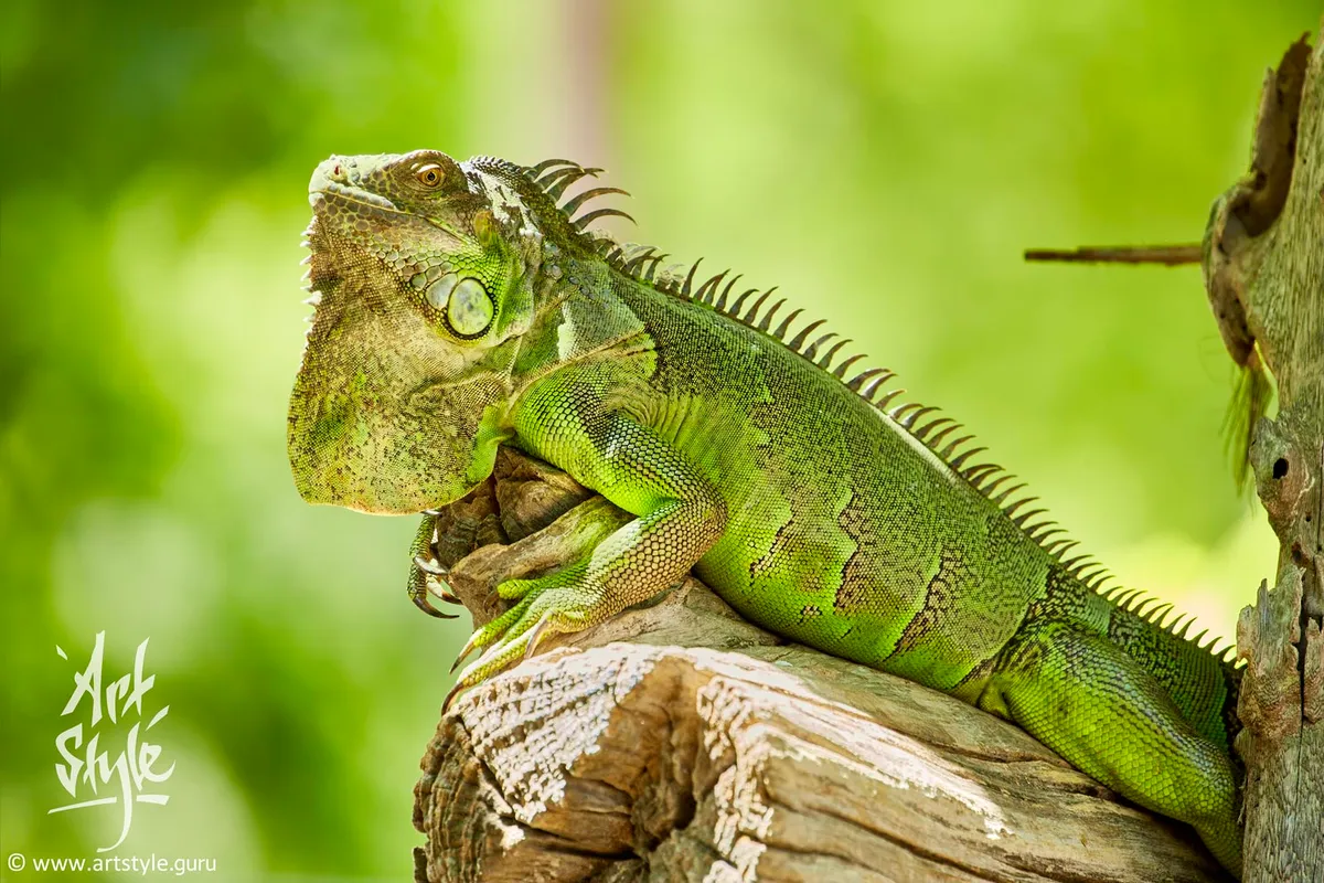 Green Iguana
