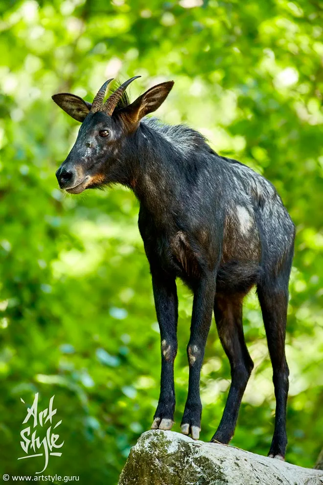 Sumatran Serow