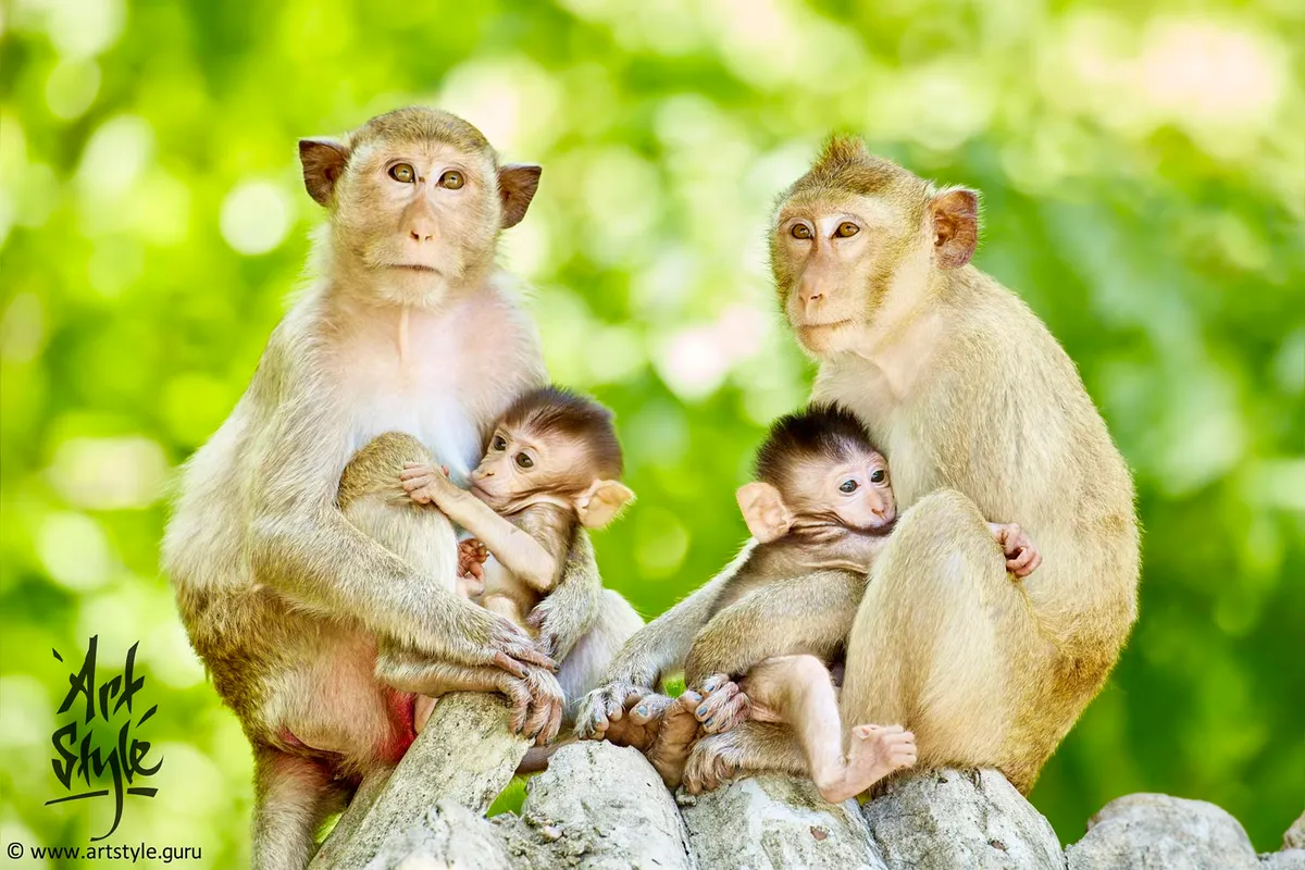 Macaque childgarden (Crab-eating macaques)