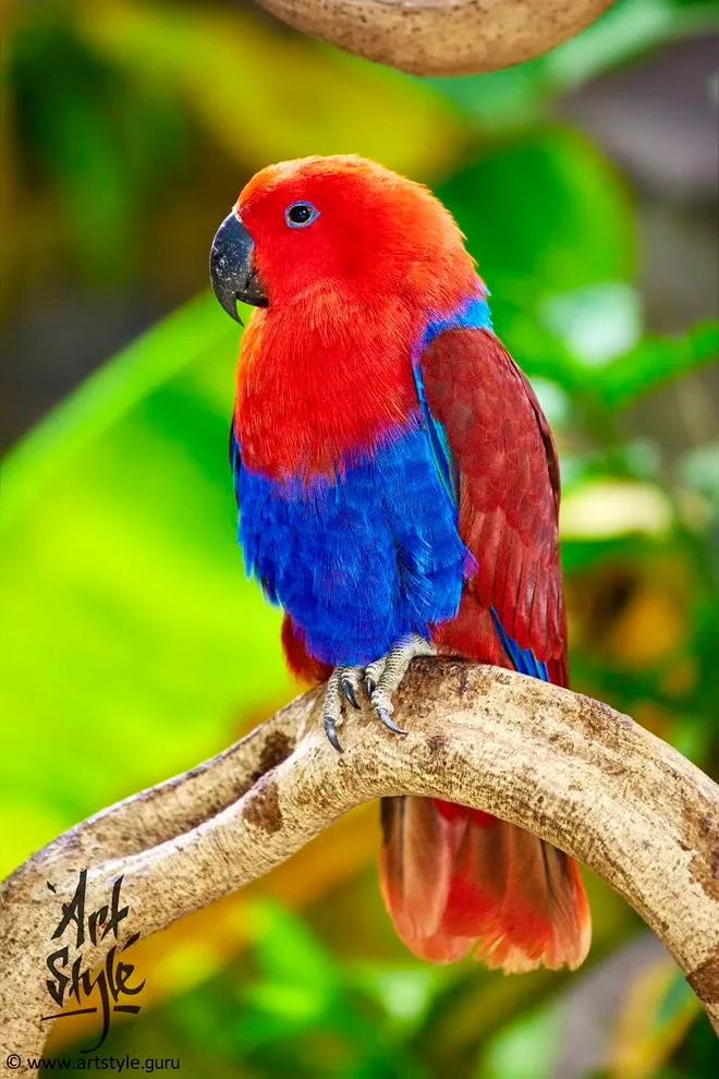 Eclectus Parrot Female