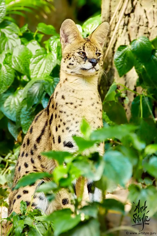 Serval