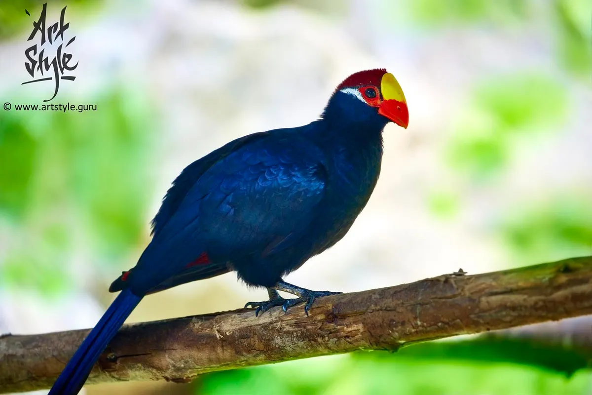 Violet Turaco AKA Violaceous Plantain Eater