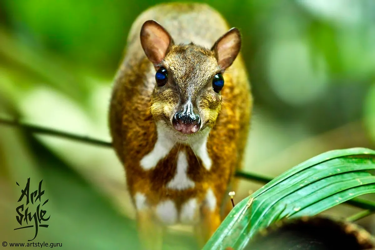 Lesser Mouse-deer AKA Kanchil AKA Lesser Malay Chevrotain, Female