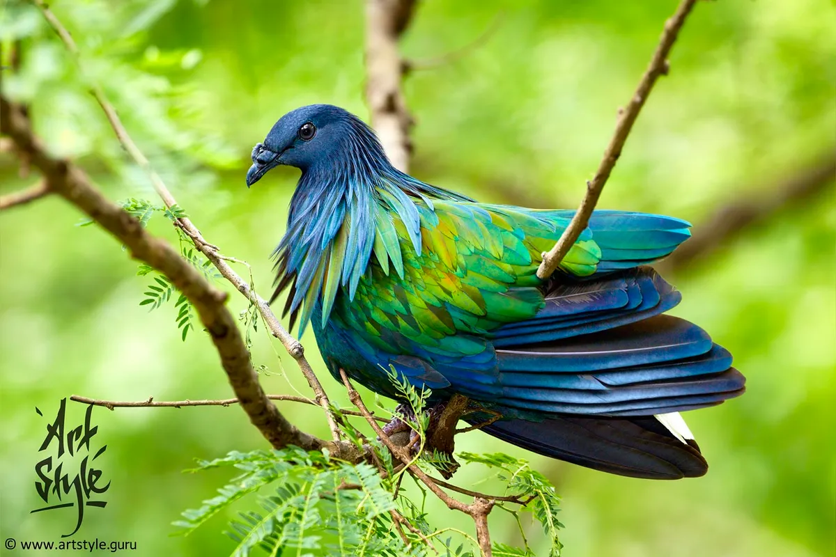 Nicobar Pigeon
