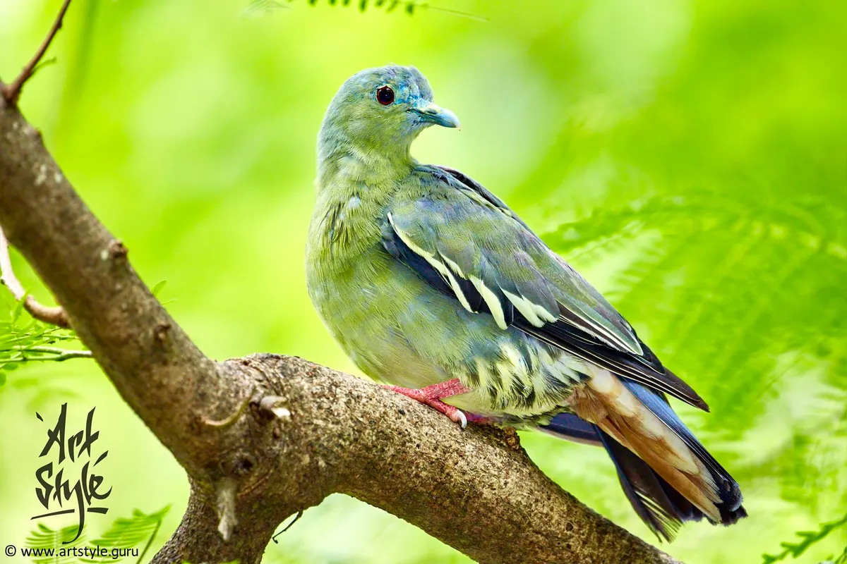 Pink-necked Green Pigeon Female