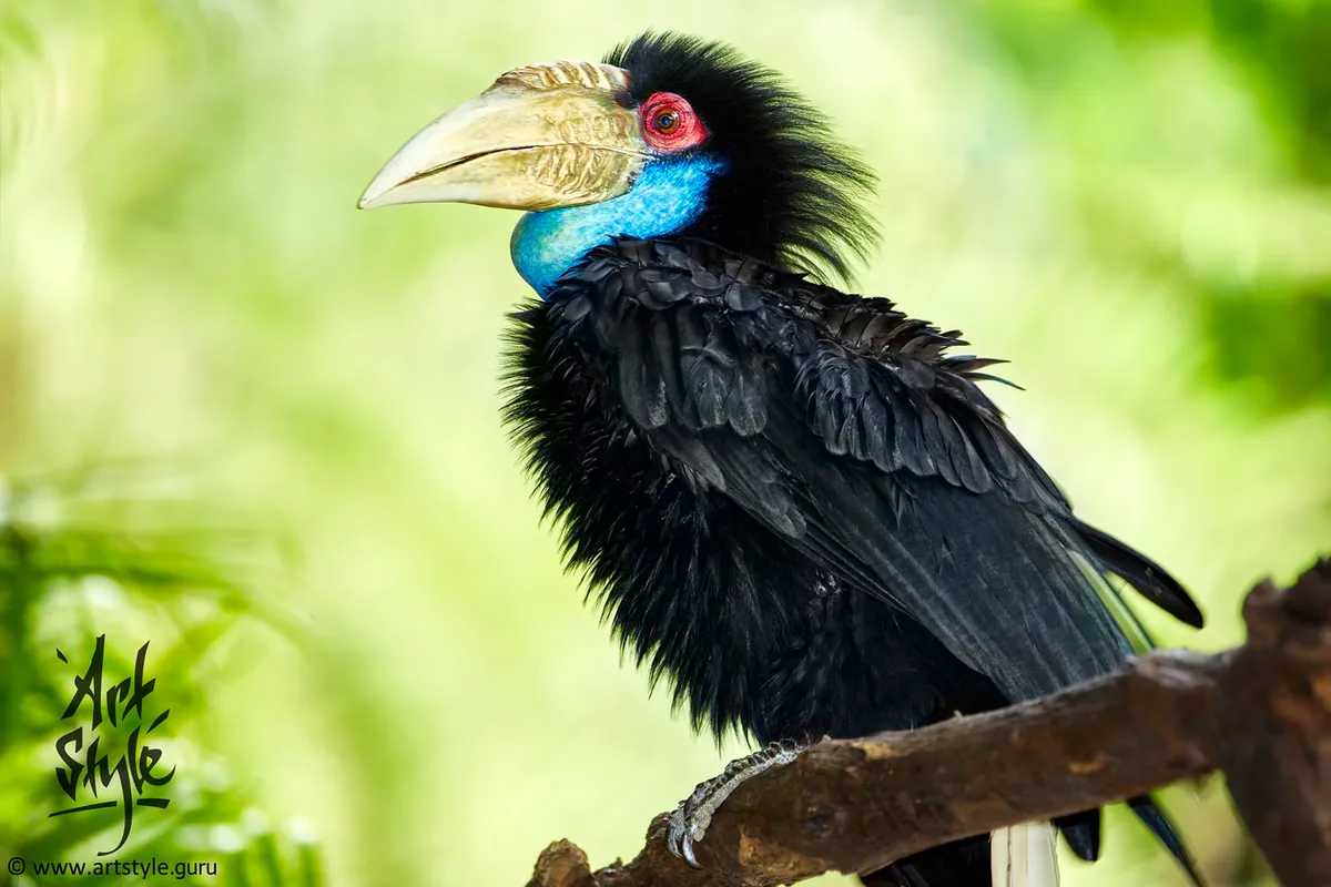 Wreathed Hornbill AKA Bar-pouched Wreathed hornbill, Female