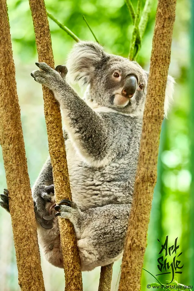 Koala Female