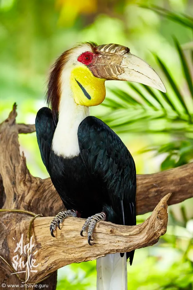Wreathed Hornbill AKA Bar-pouched Wreathed hornbill, Male