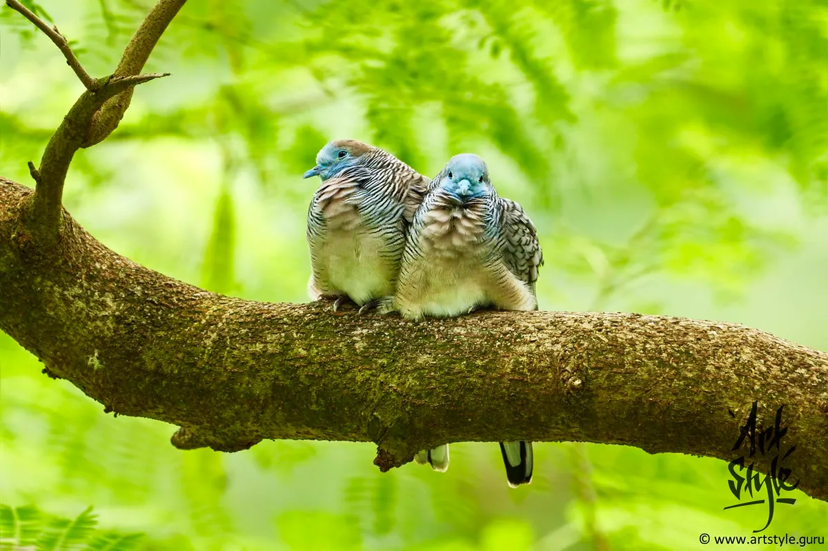 Zebra Dove Couple