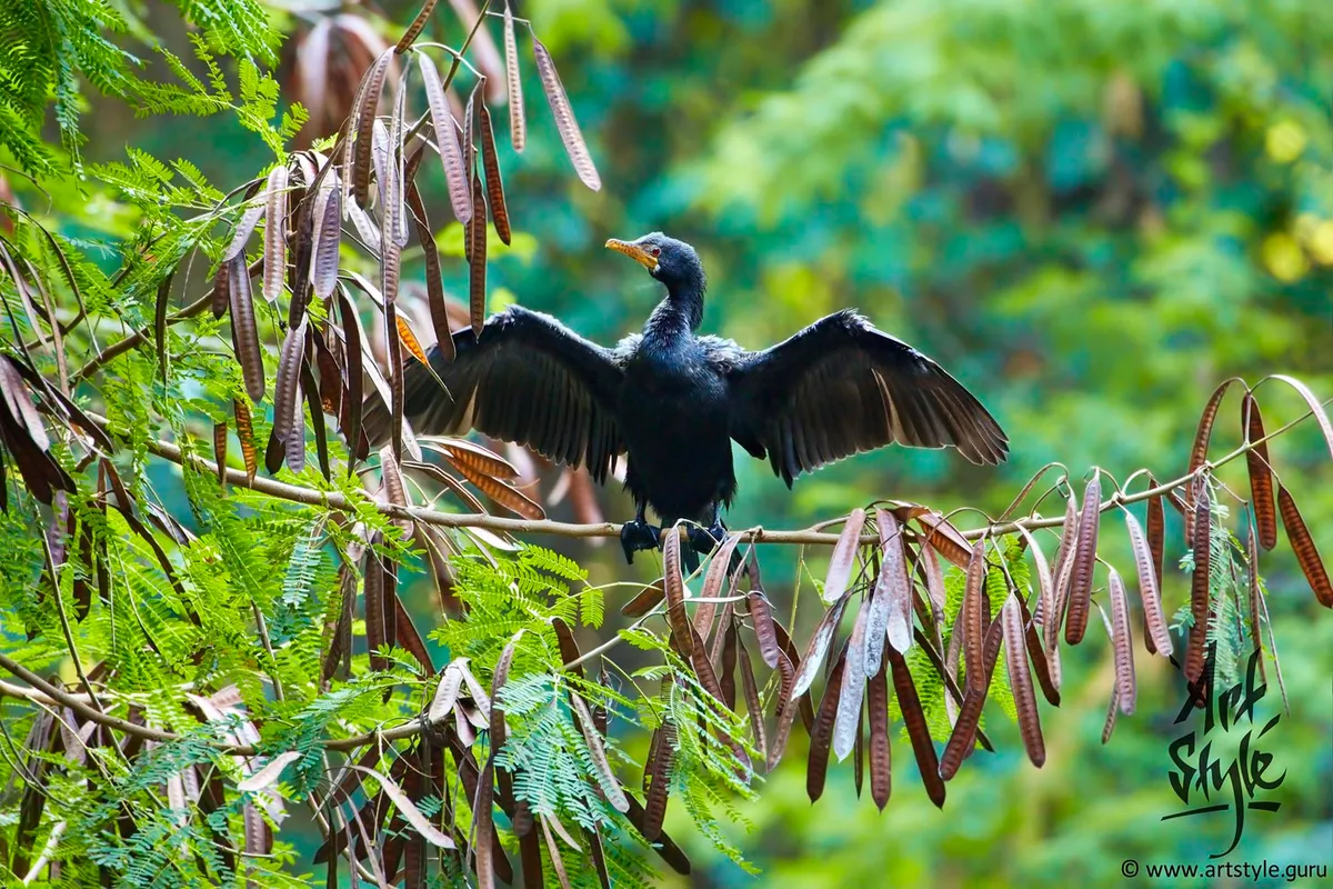 African Darter AKA Snakebird