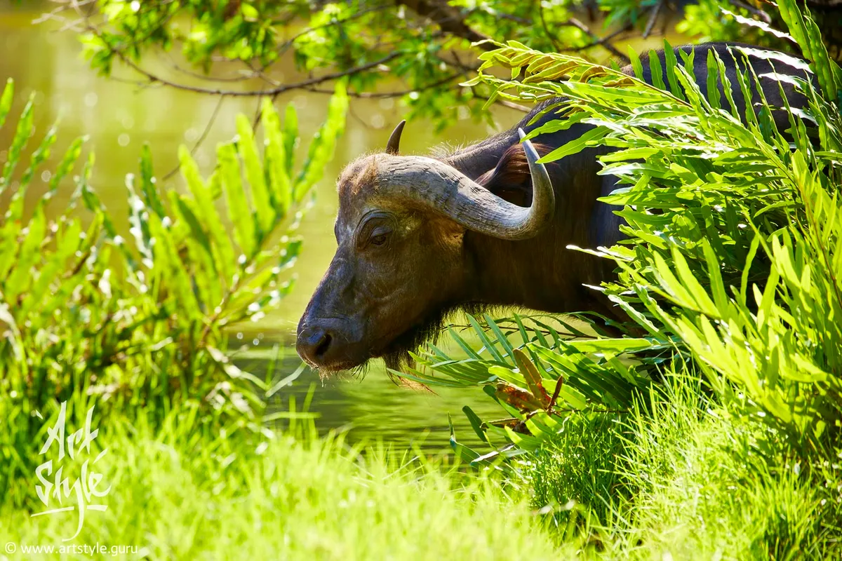 Cape Buffalo