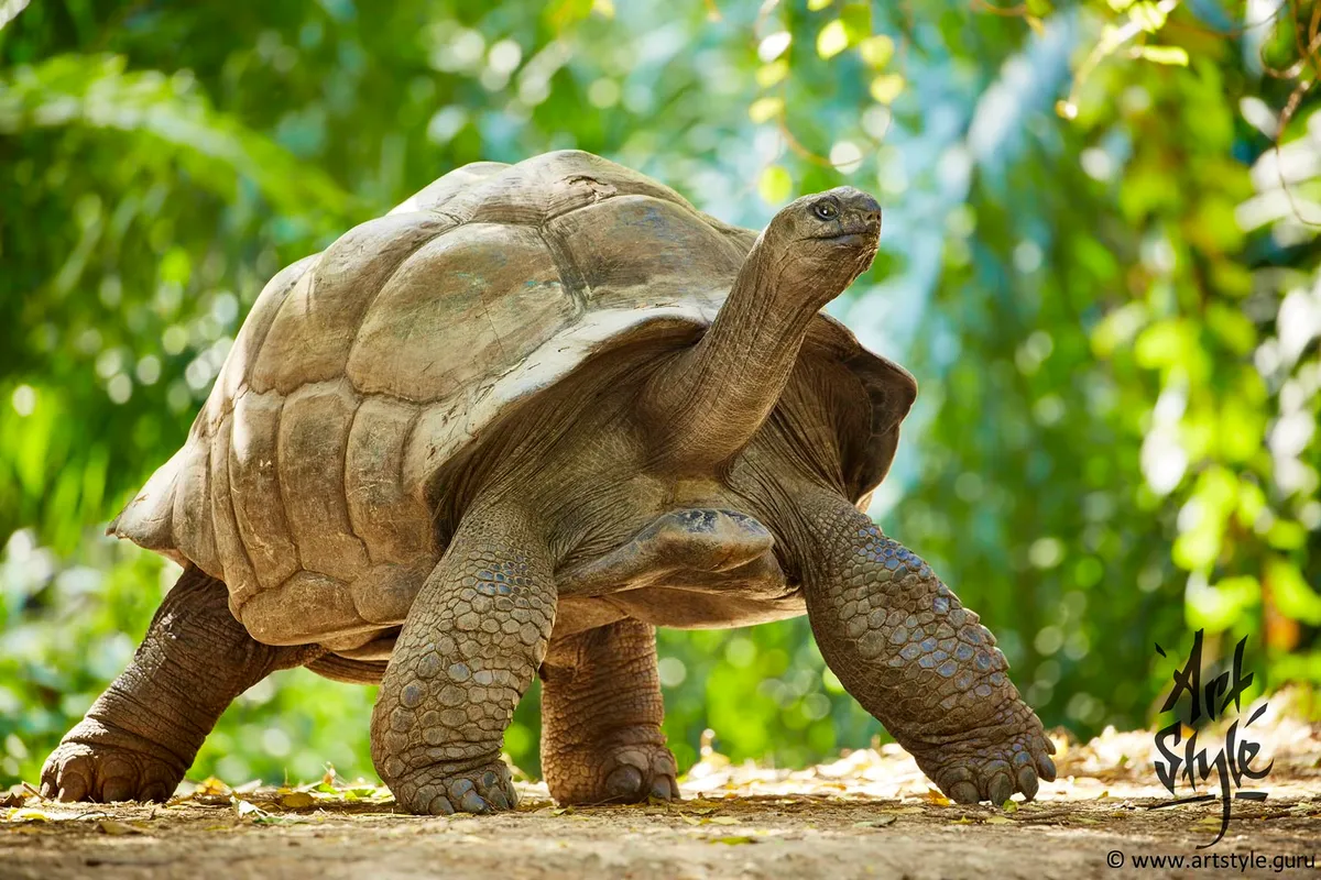 Aldabra Giant Tortoise