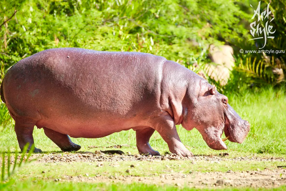 Hippopotamus