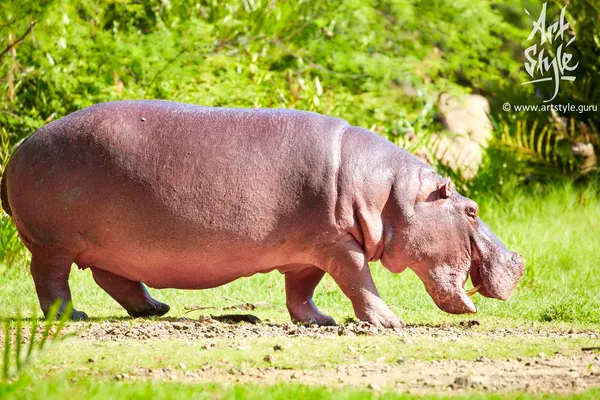 Hippopotamus