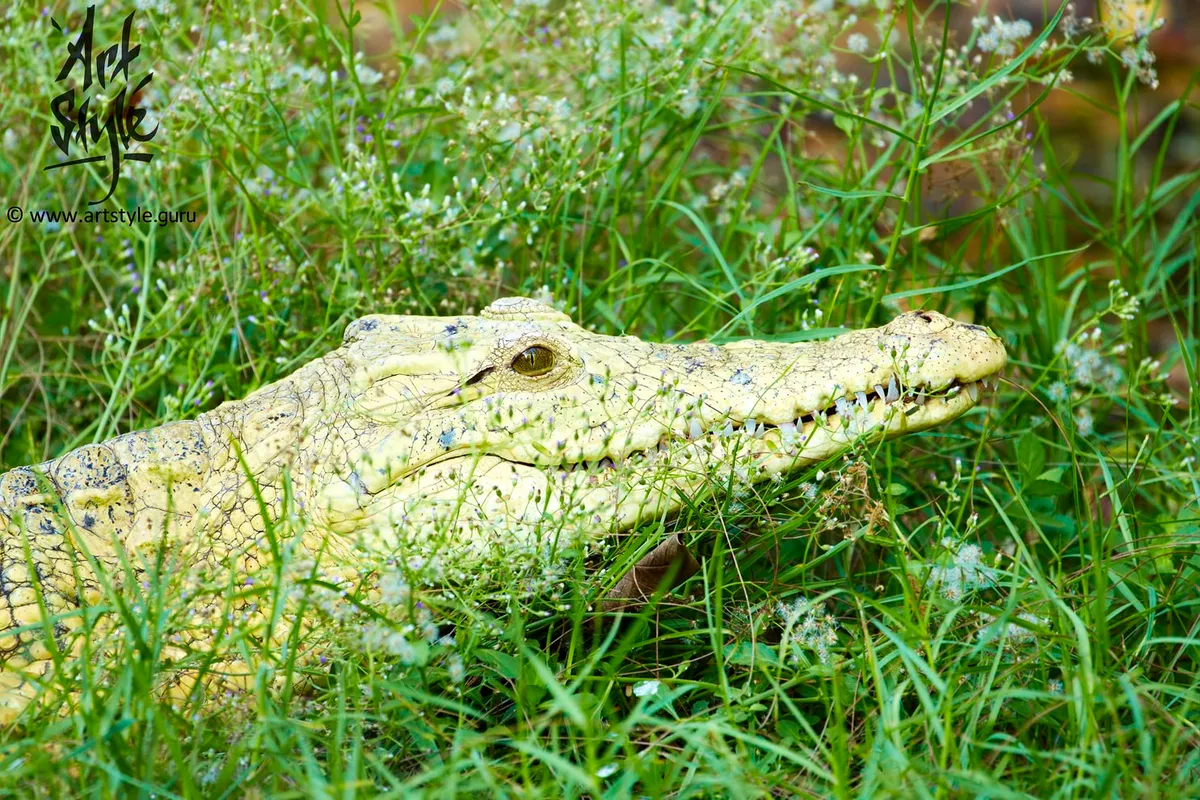 Nile Сrocodile-albino