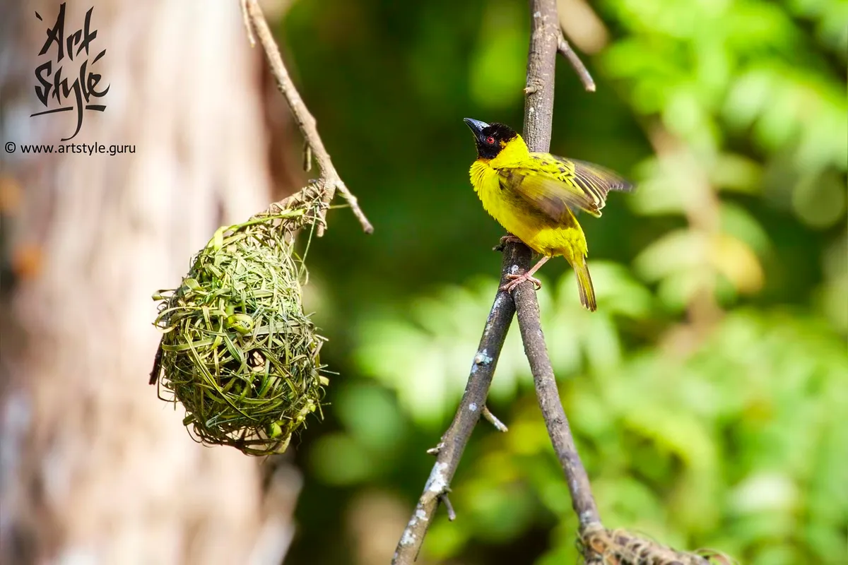 Black-headed Weaver AKA Yellow-backed Weaver, Male