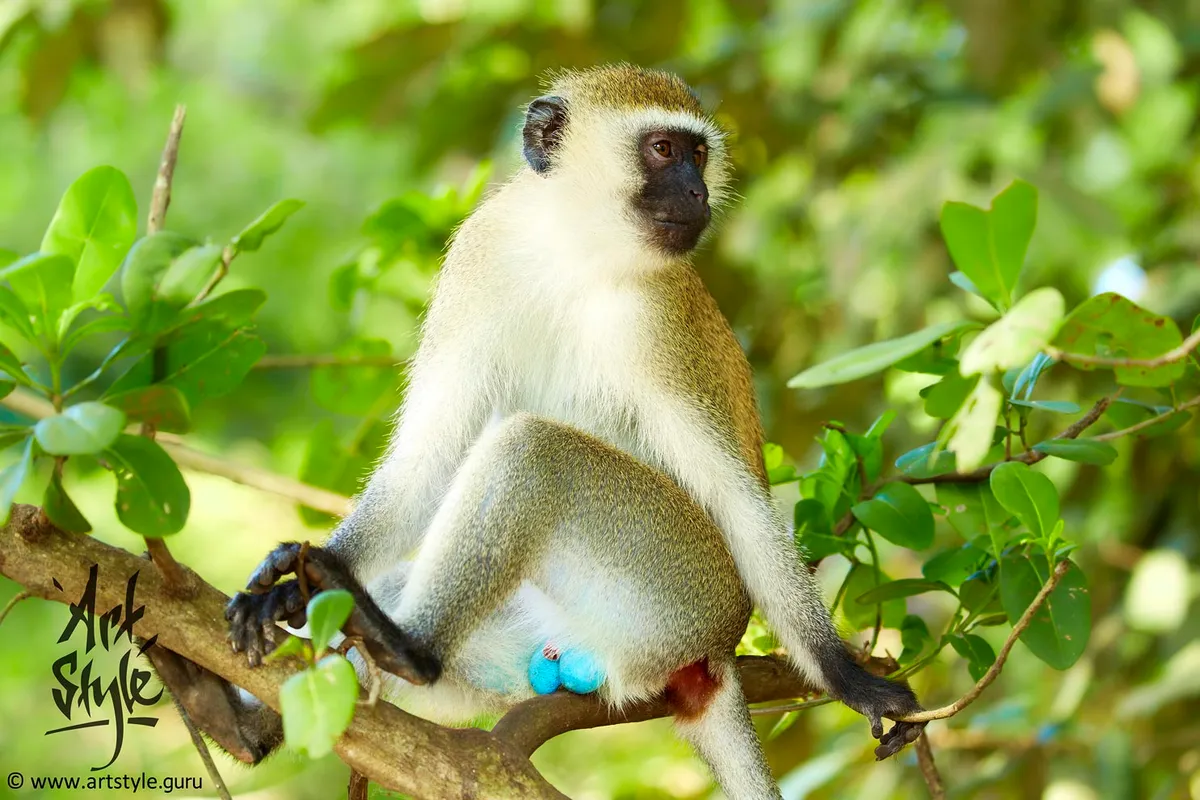 Vervet Monkey