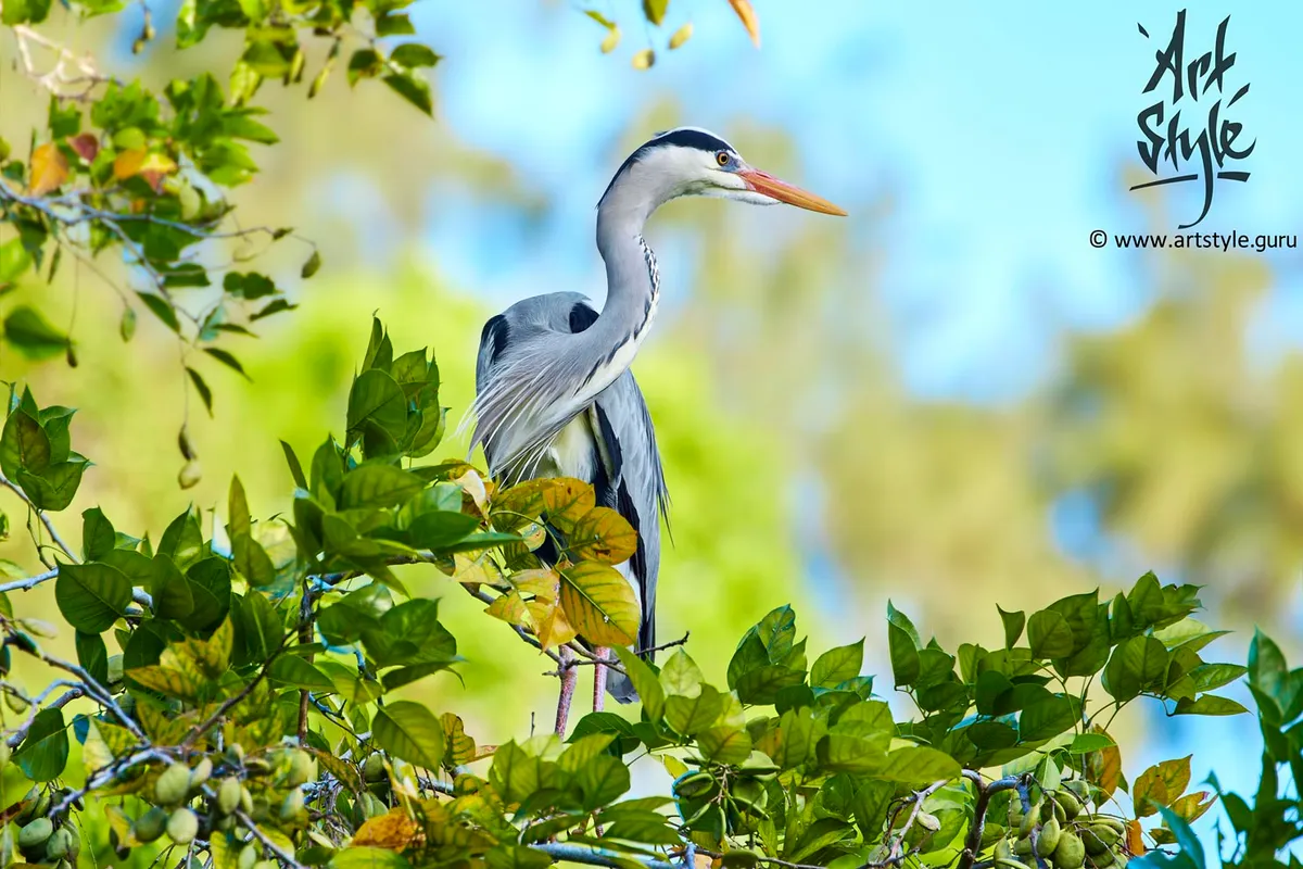 Grey Heron