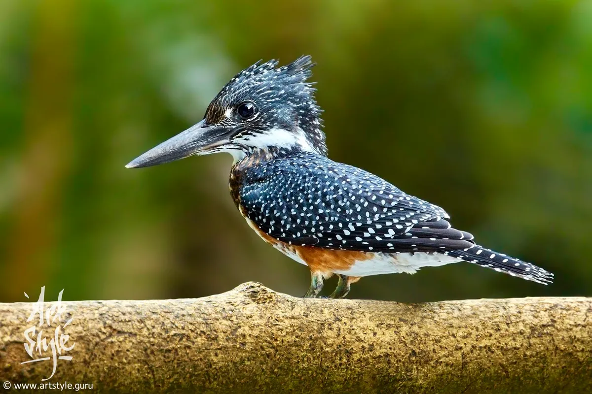 Giant Kingfisher Female