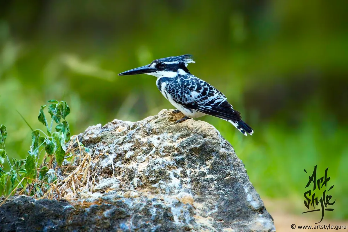 Pied Kingfisher