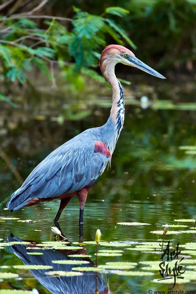 Goliath Heron AKA Giant Heron