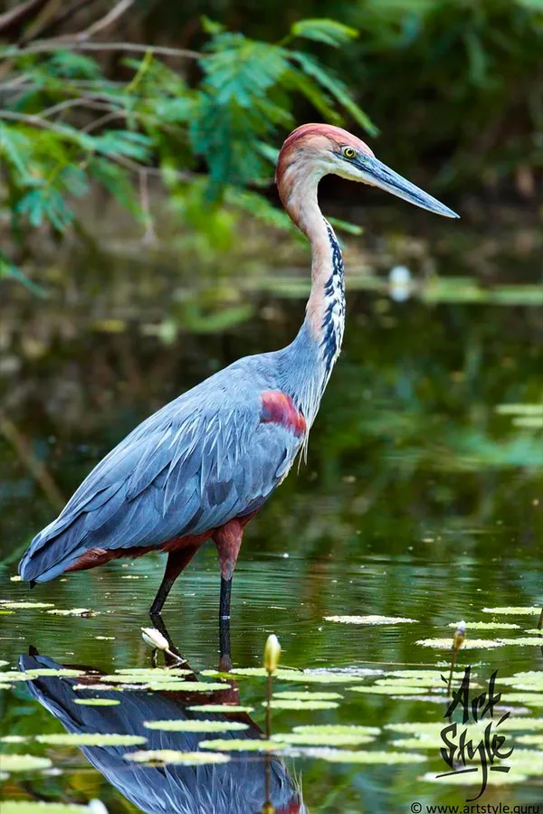 Goliath Heron AKA Giant Heron