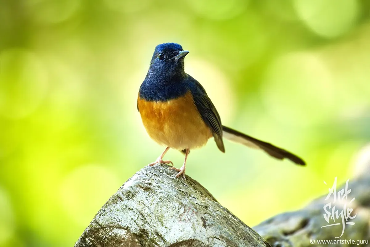 White-rumped Shama Male