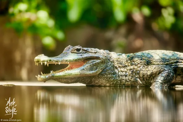 False Gharial
