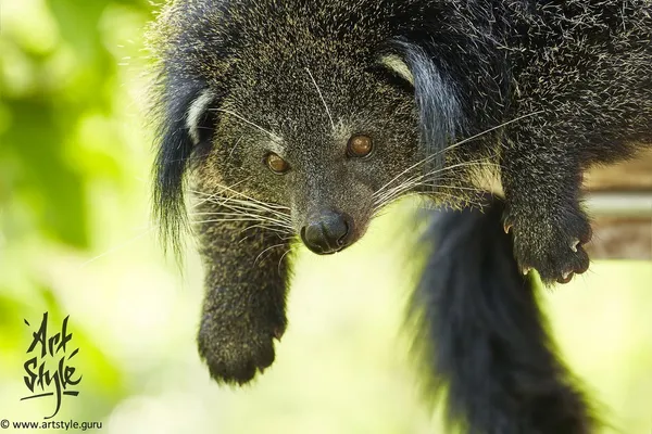 Binturong