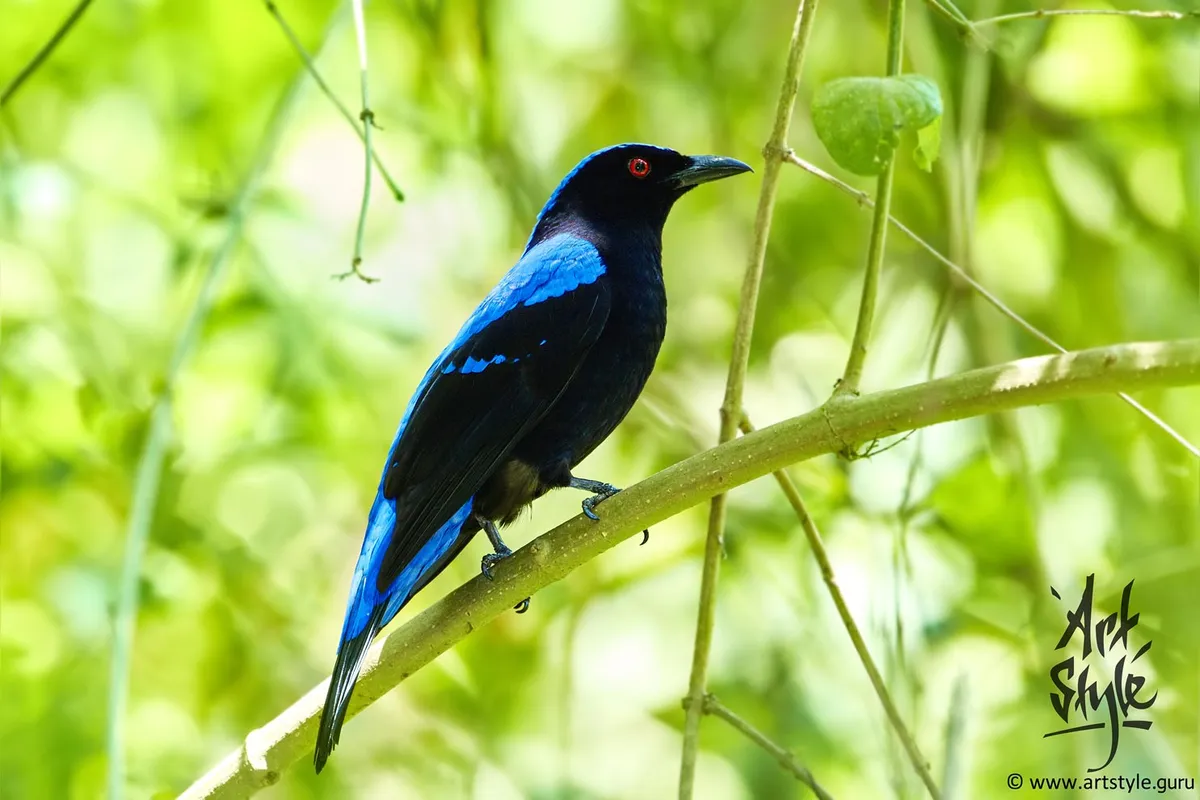Asian Fairy-bluebird Male