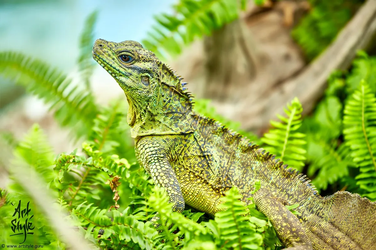 Philippines Salfin Lizard
