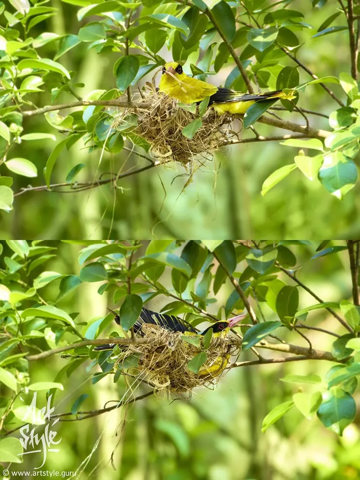 Black-naped Oriole