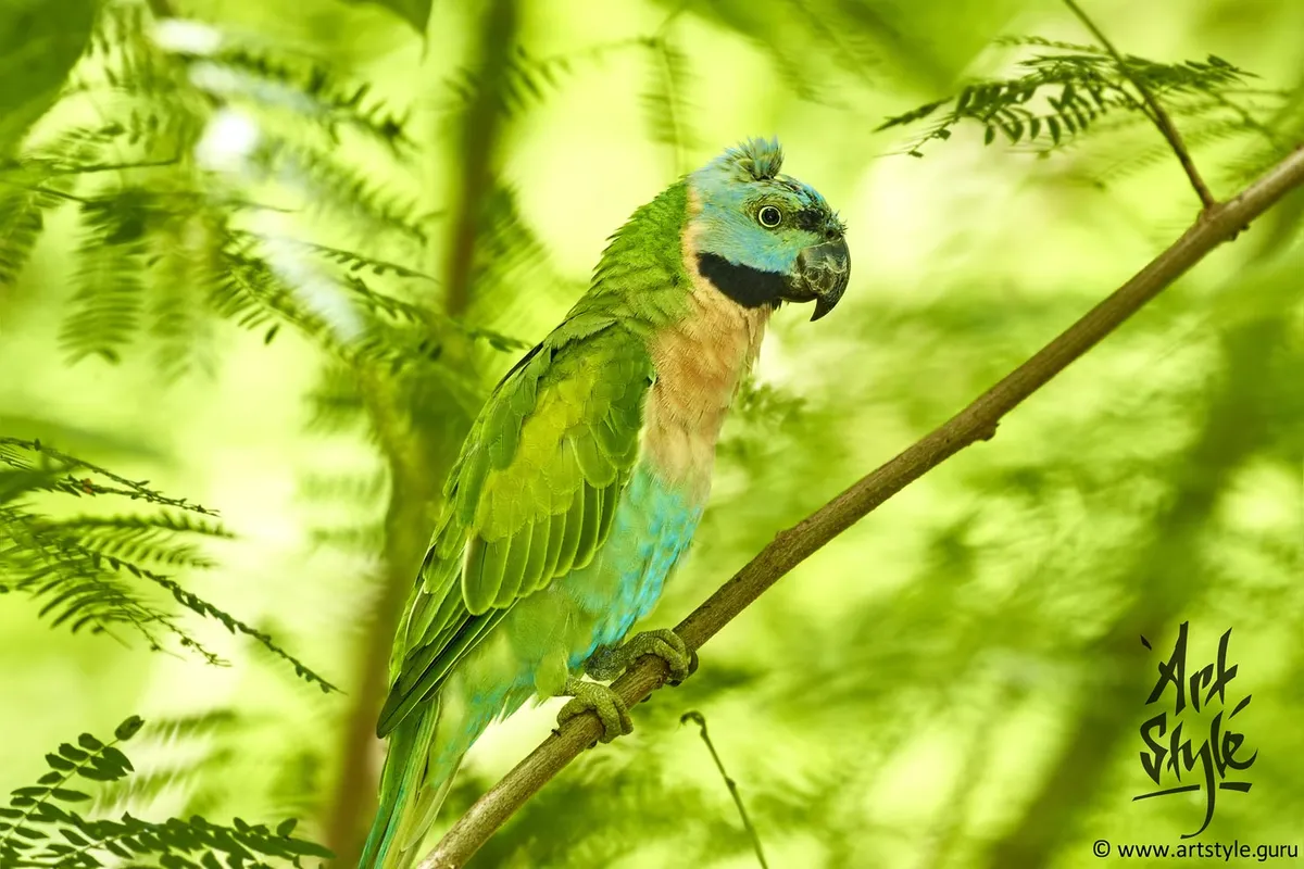 Red-breasted Parakeet AKA Moustached Parakeet, female