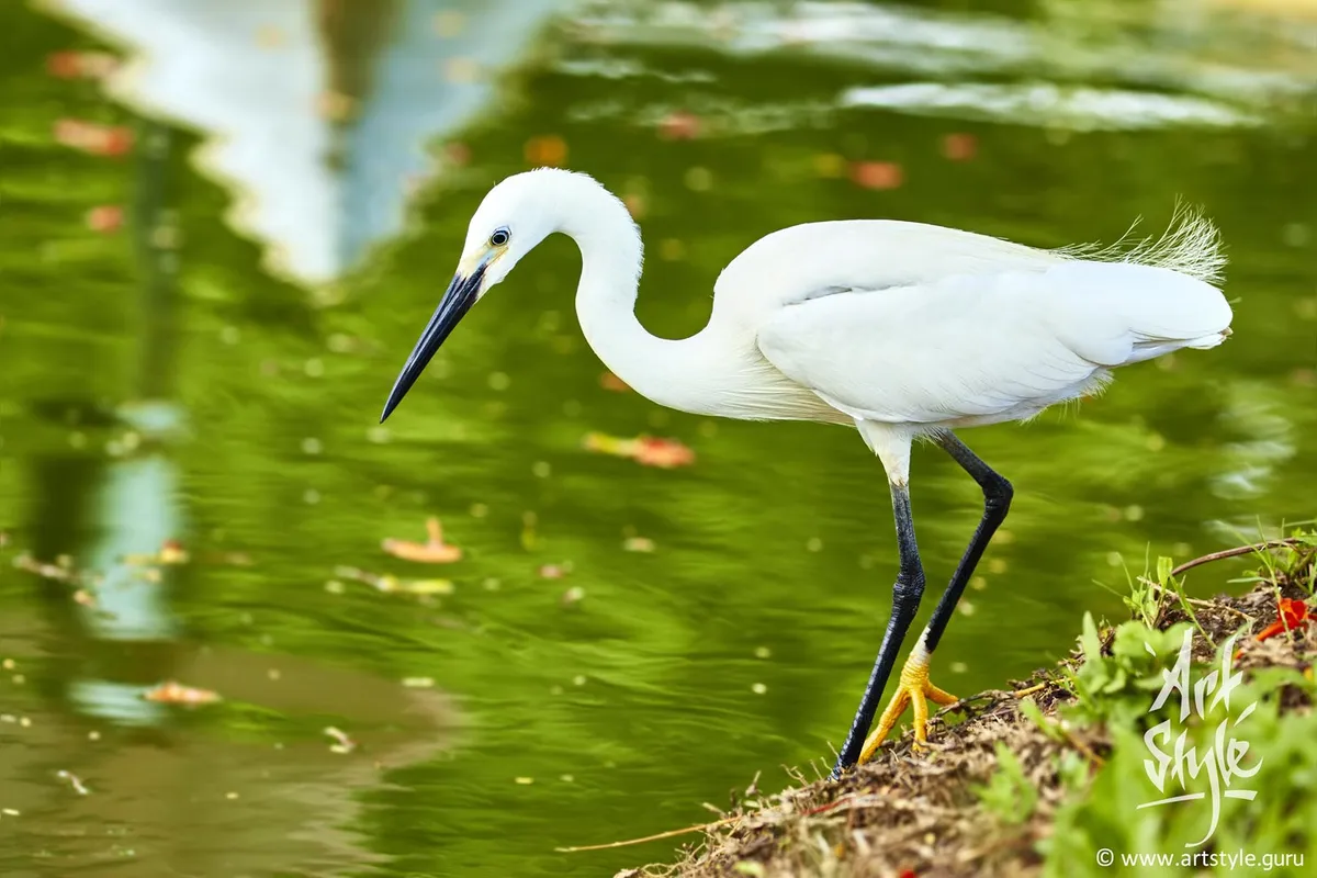 Adult Little Egret subspicies Garzetta
