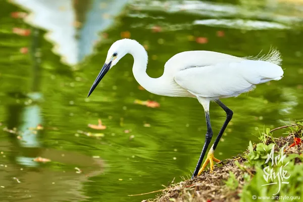 Adult Little Egret subspecies Garzetta
