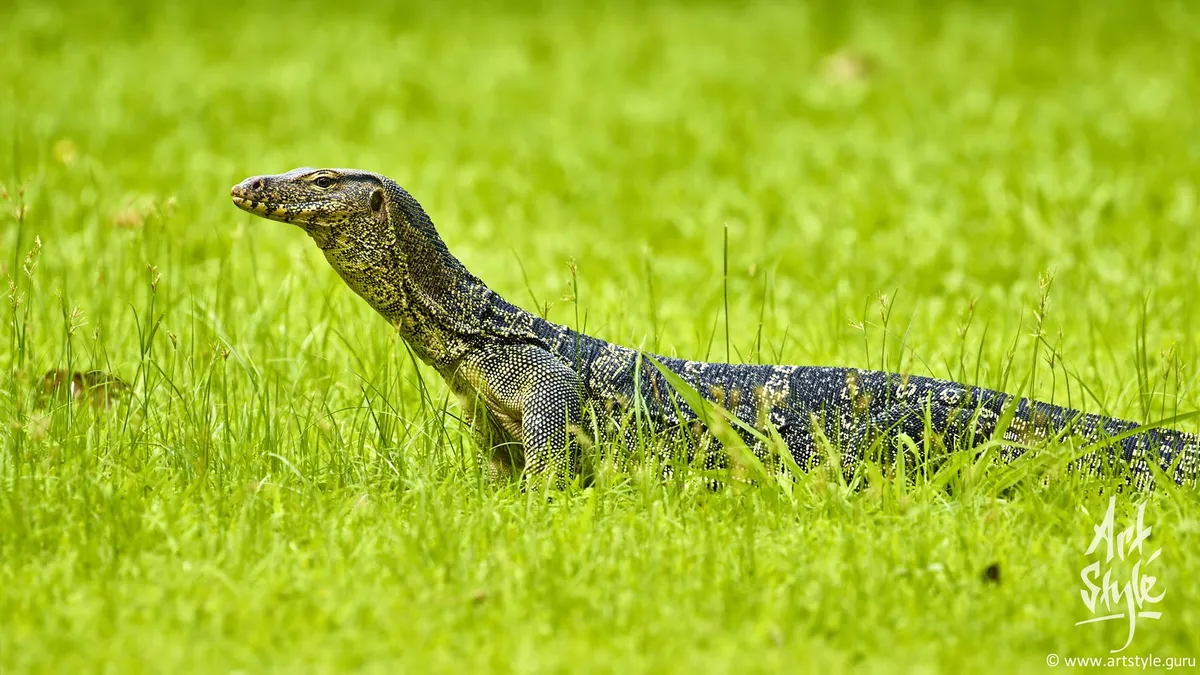 Asian Water Monitor subspicies Macromaculatus