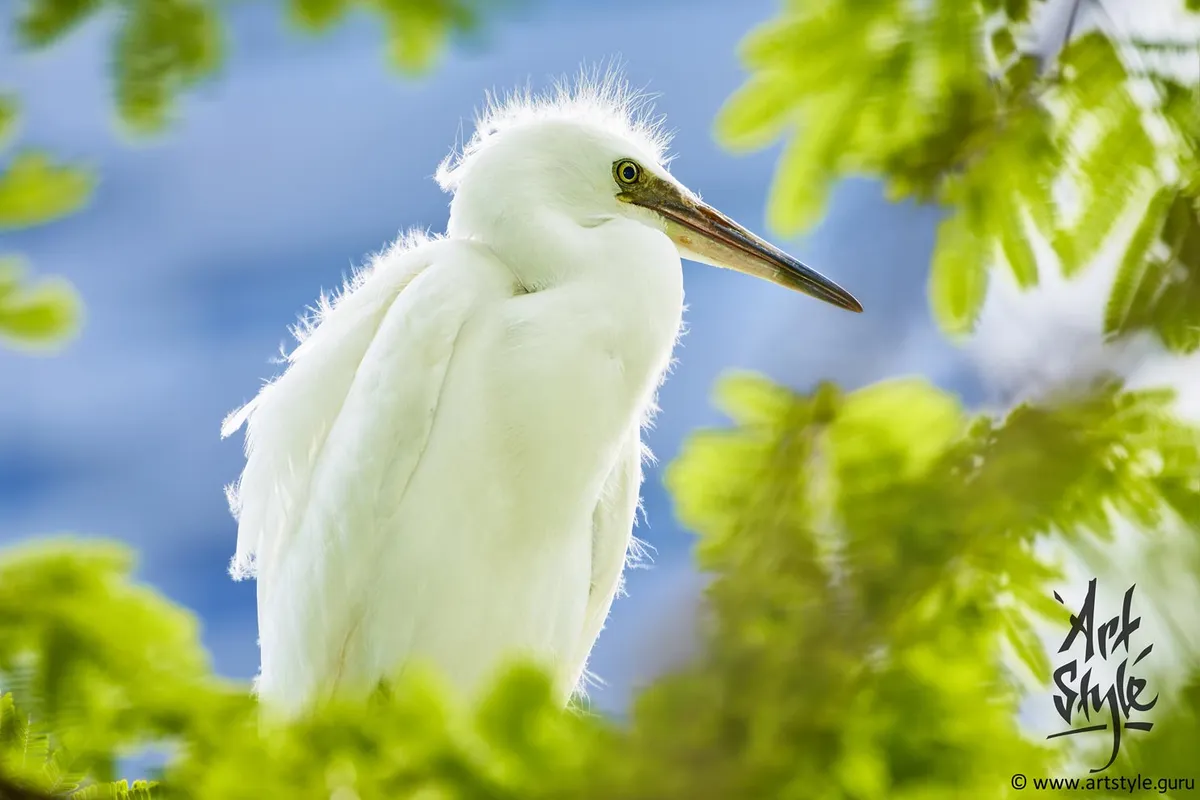 Little Egret Baby subspicies Garzetta