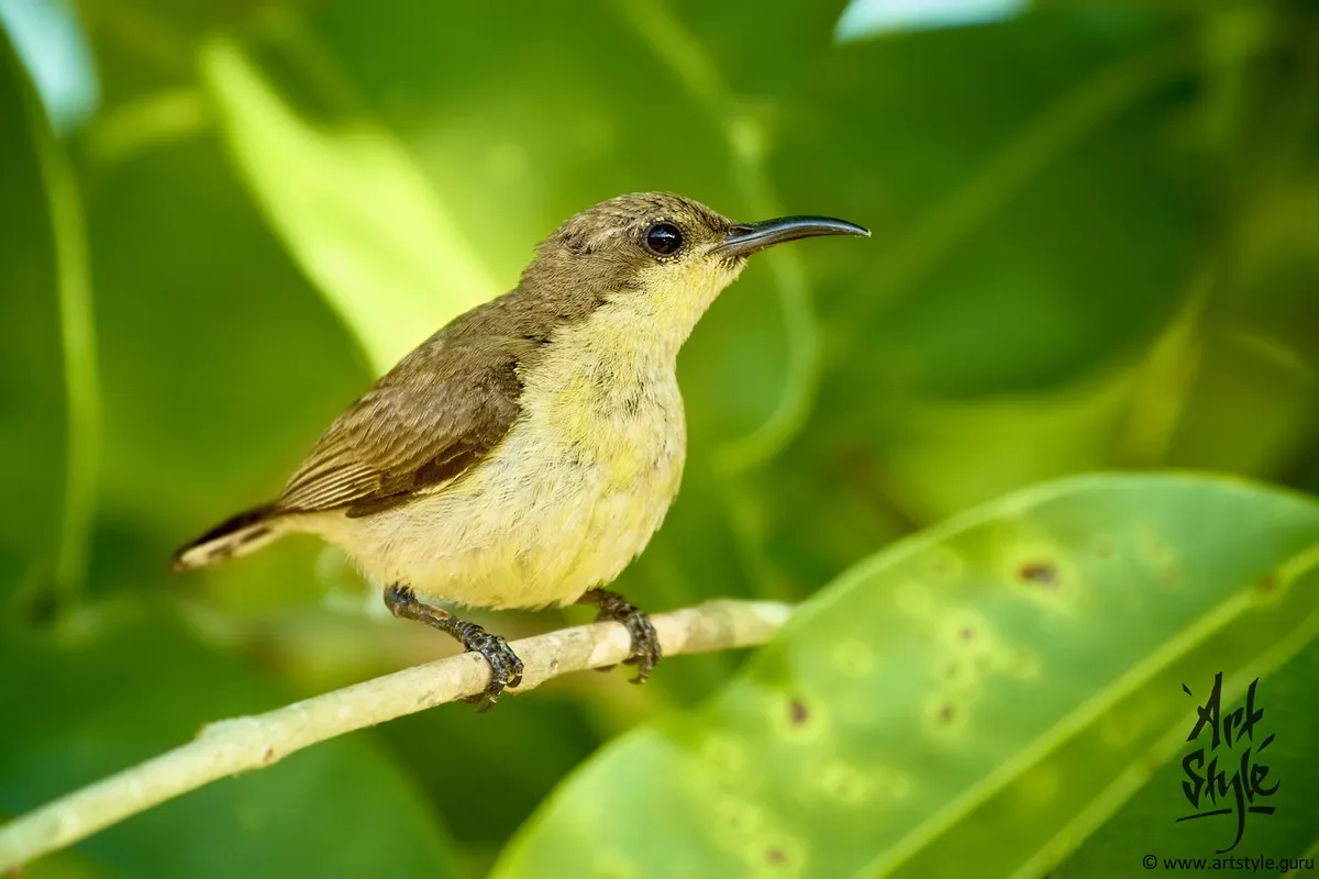 Olive-backed Sunbird Female